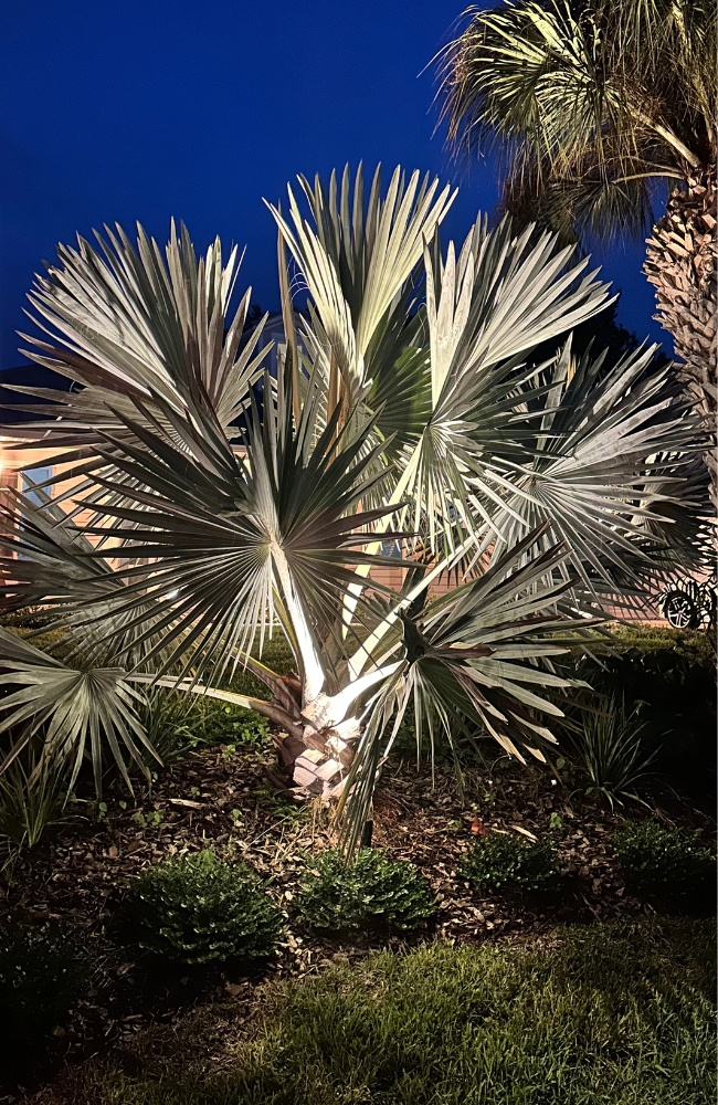 Bismark Palm_PROJECTS PAGE_LARGE (650 x 1000 px)