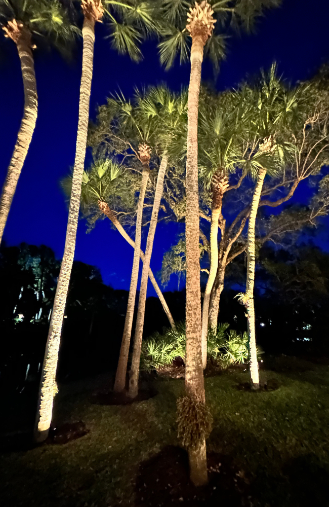 Kjellman Tree Cluster_650x1000