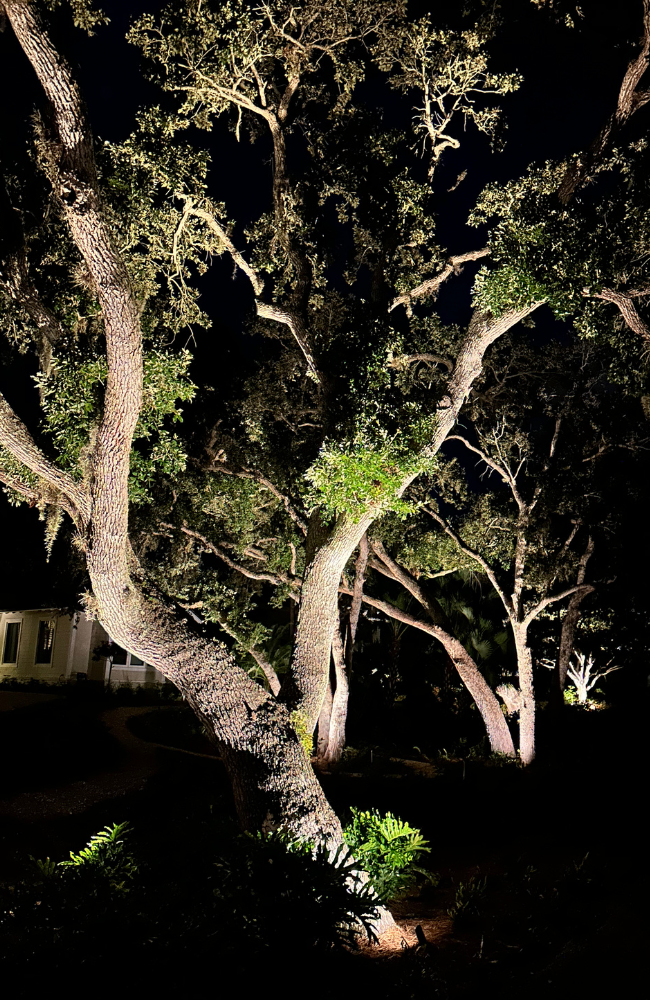 Row of Oaks_PROJECTS PAGE_LARGE (650 x 1000 px)