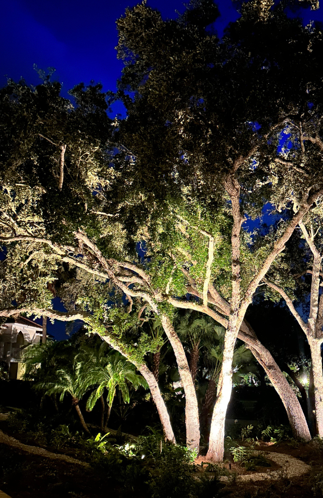 Shel Walk Under Oaks_PROJECTS PAGE_LARGE (650 x 1000 px)