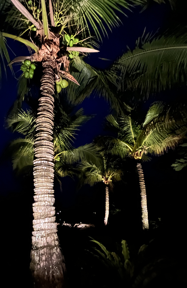 Tall Palms