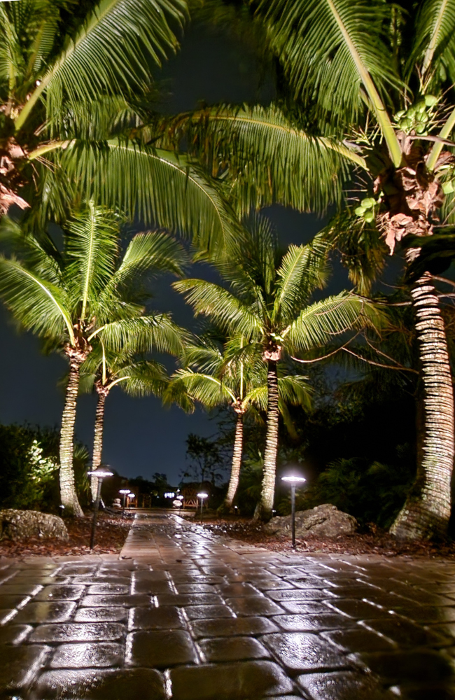 Wet Walkway Palms